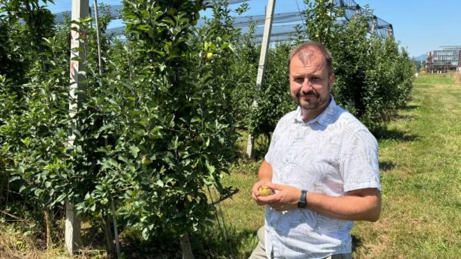 Dr. Robert Veberič holds an apple damaged by early spring frost in a Slovenian apple orchard