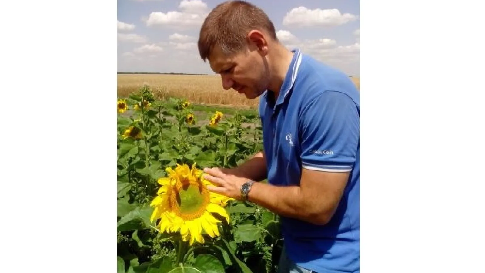 Dr. Maksym Kolesnikov examines a sunflower in a field