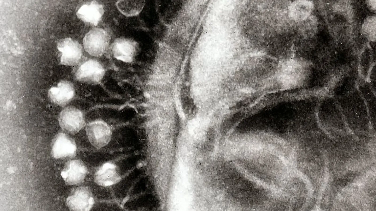 bacteriophages in action