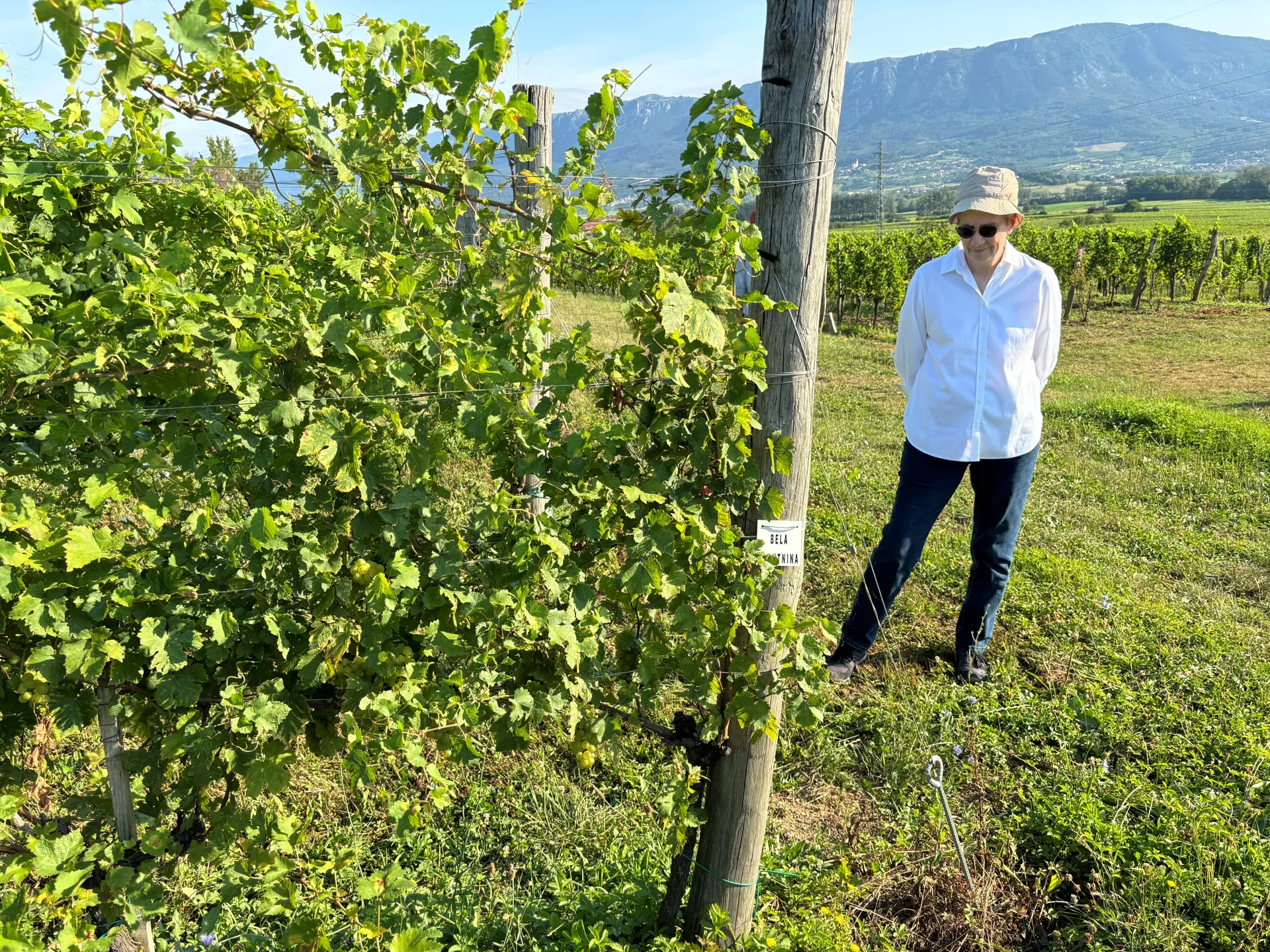 Grant in Grape Varietal Repository