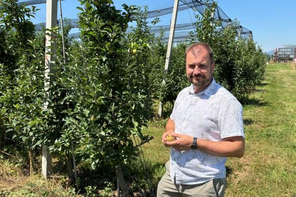 Dr. Robert Veberič holds an apple damaged by early spring frost in a Slovenian apple orchard