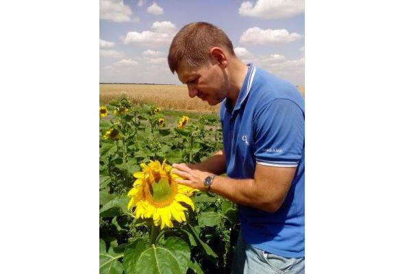 Dr. Maksym Kolesnikov examines a sunflower in a field