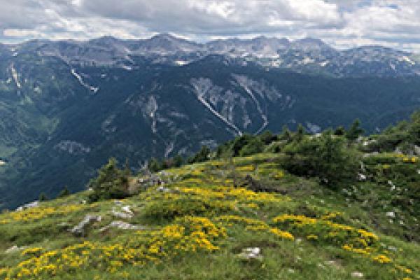 A mountain meadow covered with flowers, with moutains and clouds in the background