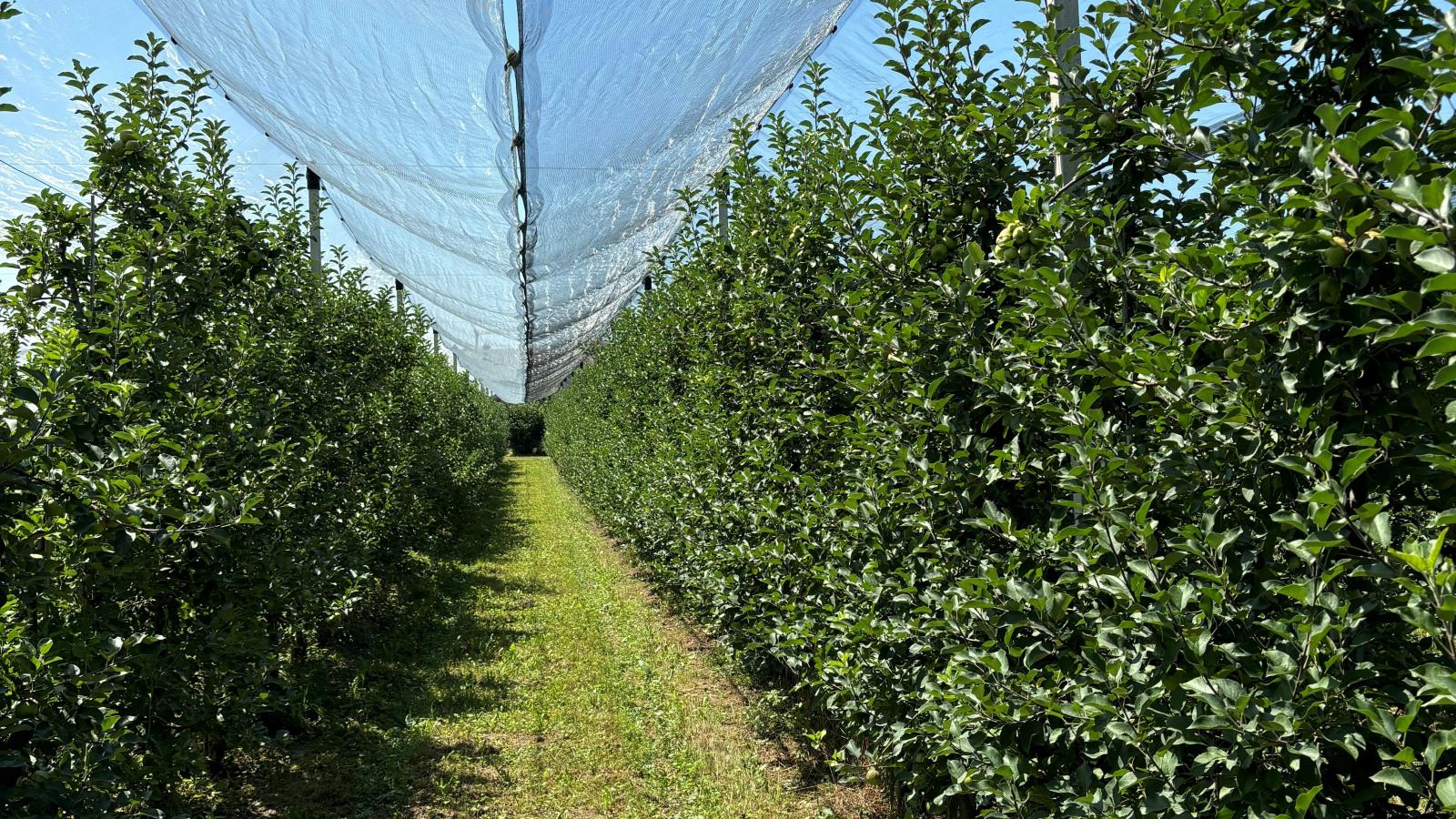A Slovenian apple orchard with a protective hail net.